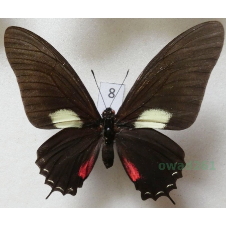 Mimoides xynias (Hewitson, 1875) Peru 69mm8